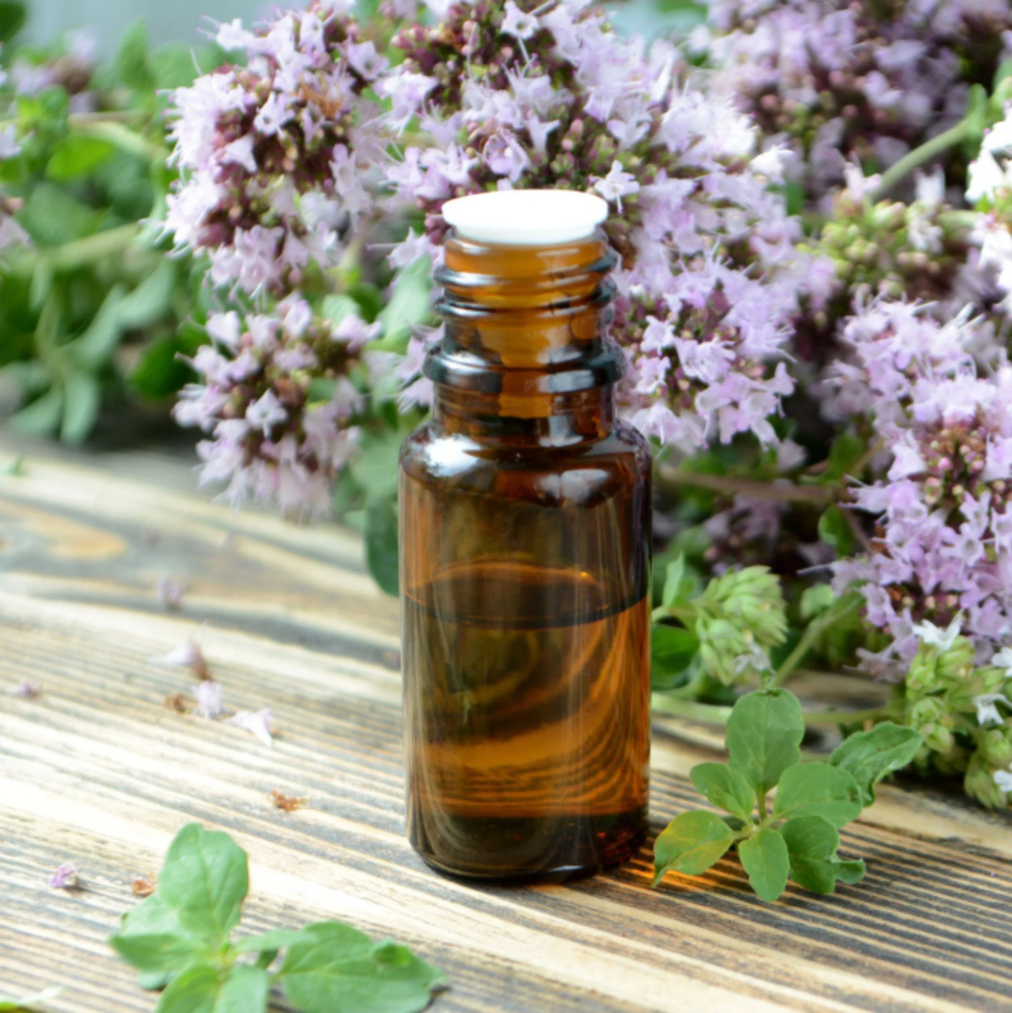 Oregano 10 ml, ätherisches Öl